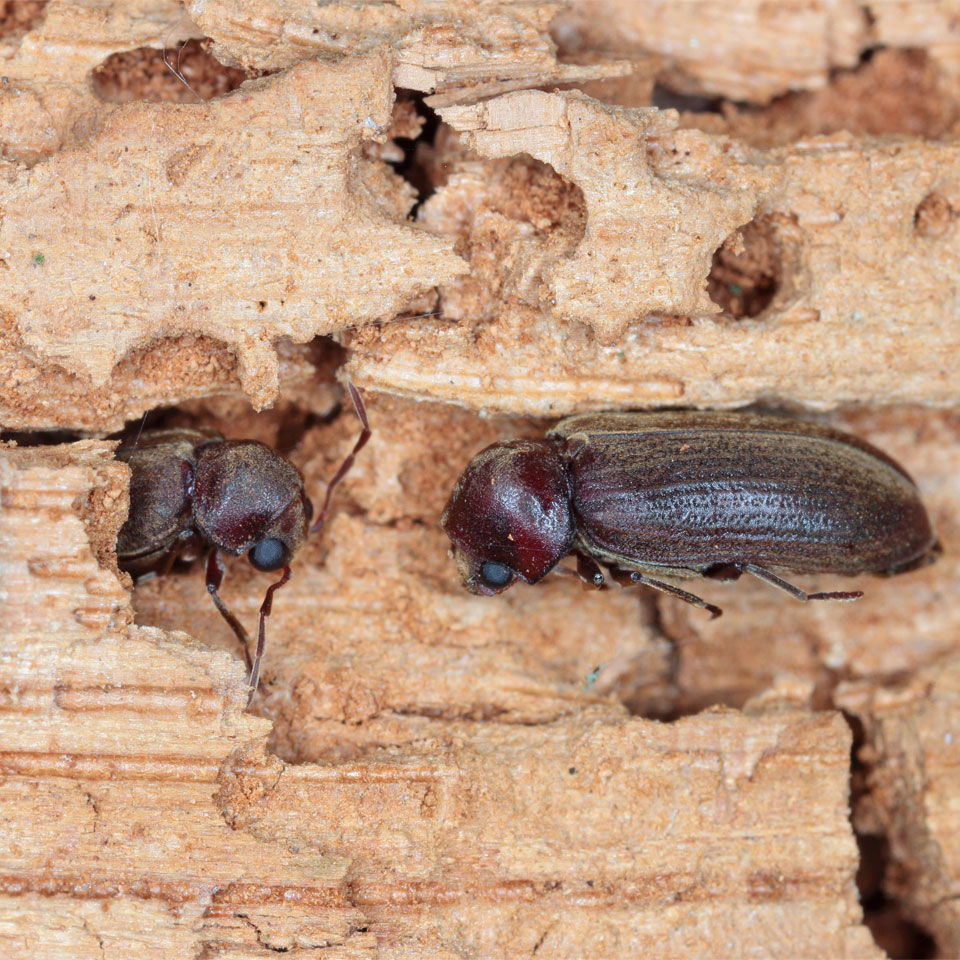 Insektenschadensanierung